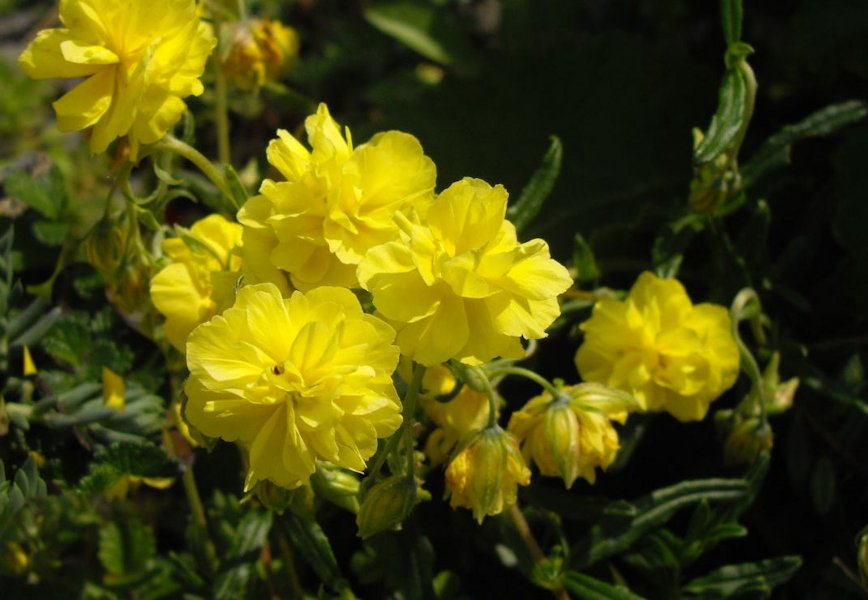 Helianthemum 'Lutea Plena' photo